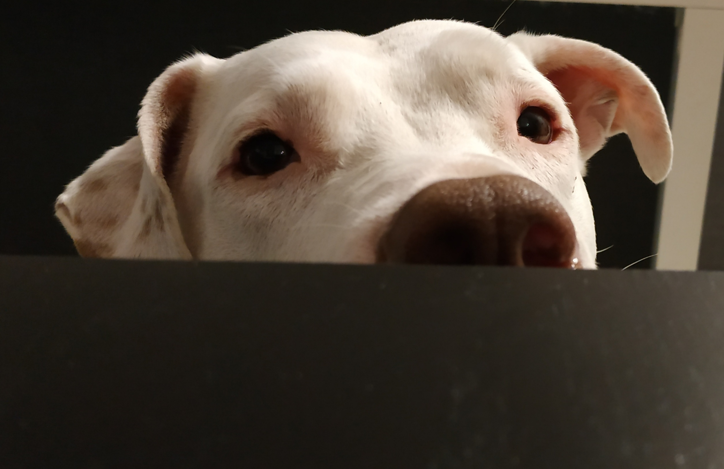 Quins aliments poden intoxicar la meva mascota?