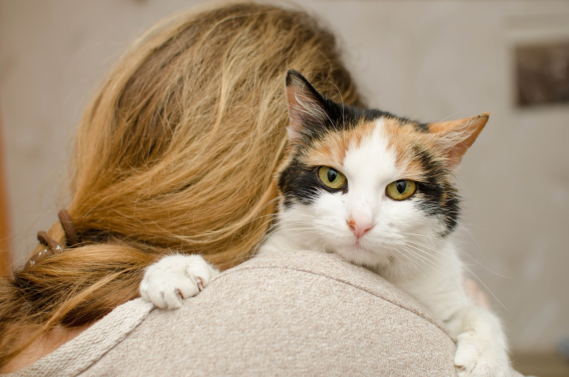 Viol&egrave;ncia en l'&agrave;mbit familiar - Com afecta a la nostra mascota?