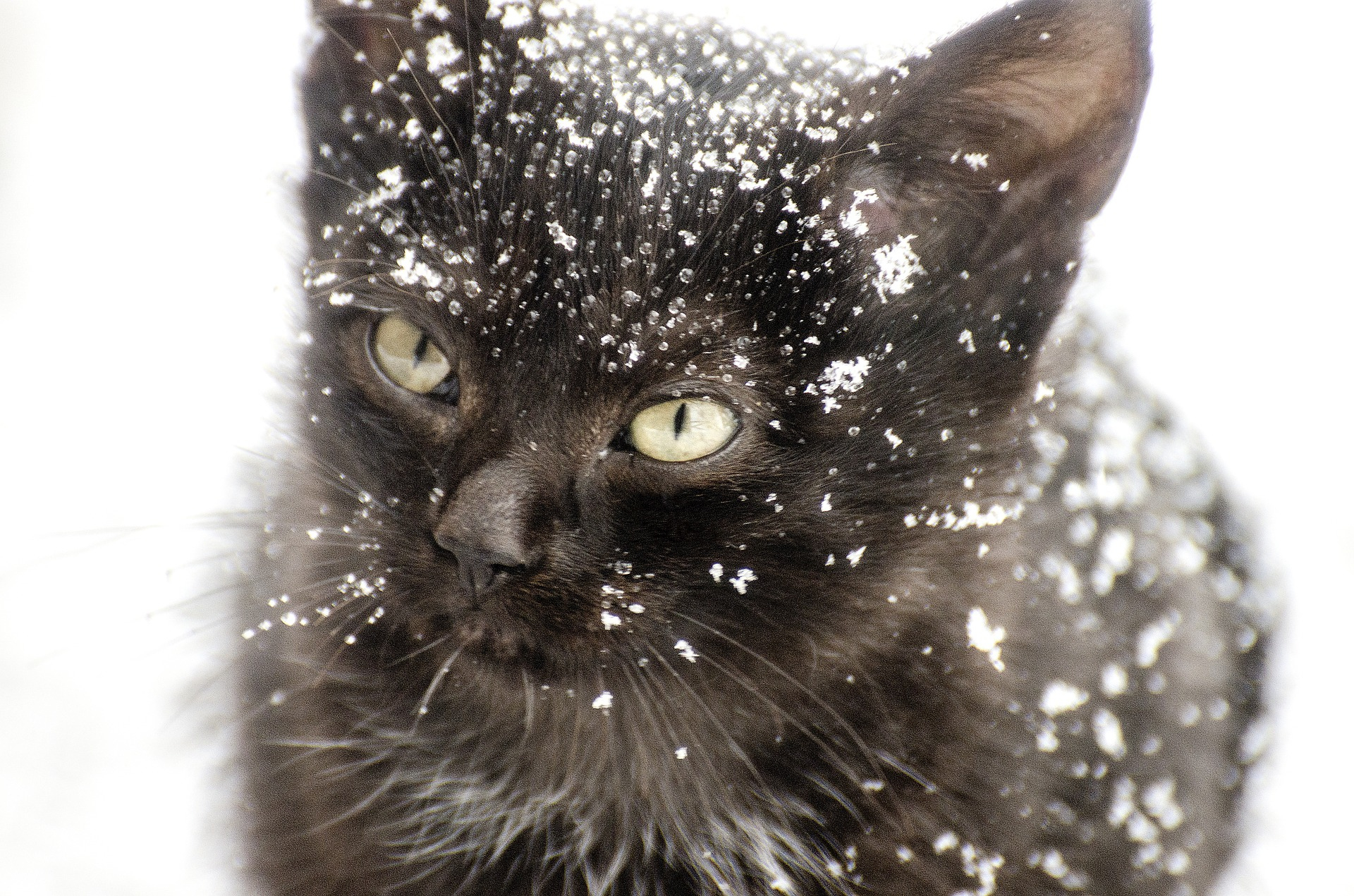 Temporal de fred: Protegiu als animals!